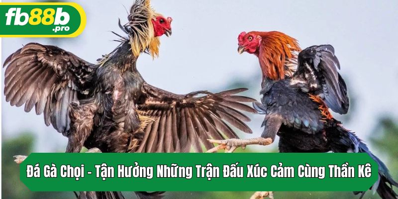 Đá Gà Chọi – Tận Hưởng Những Trận Đấu Xúc Cảm Cùng Thần Kê