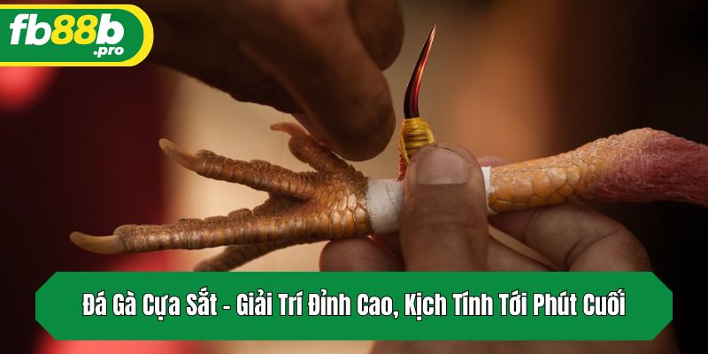 Đá Gà Cựa Sắt – Giải Trí Đỉnh Cao, Kịch Tính Tới Phút Cuối